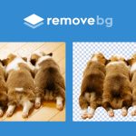 動物や人物の写真を一瞬で切り抜き？！すごすぎる無料ツール「remove.bg」