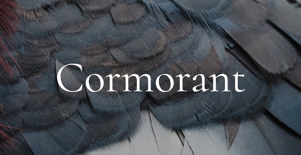 Cormorant